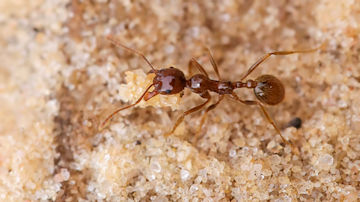 Wallpaper thumb: Ant (Aphaenogaster barbigula)